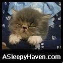 A Sleepy Haven : " Can't sleep, just Sleepy. "