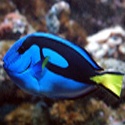 Aquatic World Center : fish, water, underwater