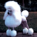 Pets World Life : pet, dog, cat, animal, hamster