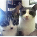 Furry Paws : A Blog About our Pets