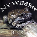 NY Wildlife : It's wild!