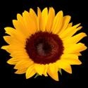Simply My Business : simply my e-life on eBay and etsy