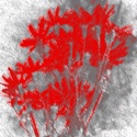 Psalms from the WIlderness : Faith, God, poetry, photography, digital art