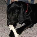 PetRescuerCentral : pets,animals,rescue,shelters