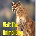 All the Creatures at Today.com : 