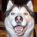 Magical Tails : A Florida Siberian