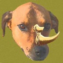 Smelly Rhino Studio : Artist in need of a patron