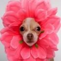 Fido's Place : The Dictator of Dog Blogs