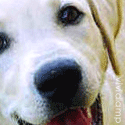 The Pet Owner's Veterinary Blog : dogs, cats, pets