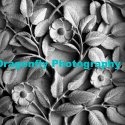 Dragonfly Photography : Fine Art Prints