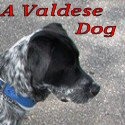 A Valdese Dog : Almost A Good Dog...