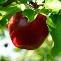 Frugal Healthy Choices : Discovering the right choices for a healthy lifestyle on a shoe-string budget