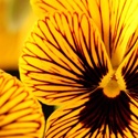 HandiCrafts : 