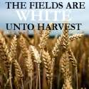The Fields are White Unto Harvest : Luke 10:2