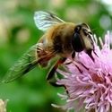 Amateur Photography | Nature Pictures : 