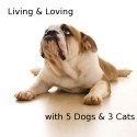 My Love for Animals : Life & Love with 5 dogs & 3 Cats(4 now)