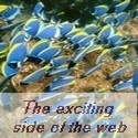 5 Fine Bones and More|A blog for your pleasure : videos photos 