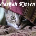 Casbah Kitten : cats, cat toys, eco friendly cat toys, calico, etsy