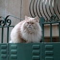 Family Pet Sitting : Treat your pets like family!