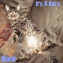 It's A Kat's World : cats,animals,pets,mischief,felines