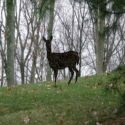 Wild, Wonderful, West Virginia : Life in The Mountain State