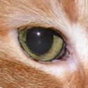 Cool Widgets : What eye see is what you get at donssite.com