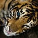 Blue Tigerseye : 