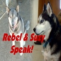 Rebel & Suzy Speak! : The ramblings of two pampered huskies.