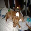 Animals..LARGE & small! : pets,care,rescue,pro,expert,articles,links,store,photos,videos,blog