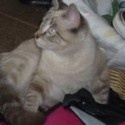 Squeek and Meow! : 2 Cats, 2 gerbils, 1 blog