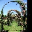 Austin Pathways : austin, home appliance, gardening 
