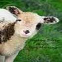 Shabby Sheep : rug hooking, hooked rugs