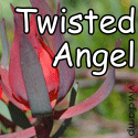 Twisted Angel : Self-confessed shopaholic mushings and twisted thoughts…
