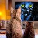 Monkey Cat TV : monkey cat