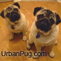 Urban Pug : Pugs in the City