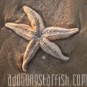 Adobong Starfish : 
