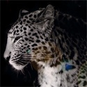 PantherKut : Do you like cats ?