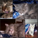 Three Tabby Cats in Vienna : ...living a bohemian life.