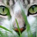 Cat Care : 