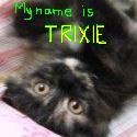 trixie-the blogging persian kitty : No work and All play Makes Trixie a Super Kitty!