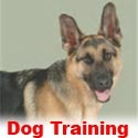 Dog Training : dog training