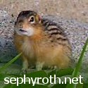 Sephy's Platzish : 