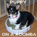 Puppy on a Roomba : Just a little dog with no tail, sitting on a roomba