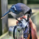 1Gadget Digital Camera : camera,digital camera,canon,sony,nikon,panasonic,SLR,DSLR