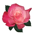 cantique's blog : 