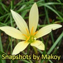 Snapshots by Makoy : Snapshots by Makoy in Singapore and beyond