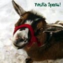 The Maaaaa of Pricilla : Pricilla Speaks!