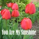You Are My Sunshine : sunhine lady