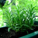 Herbal Spot : Herbs,Tea,Health,etc..