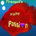 Fishy Passion : my aquatic hobbies